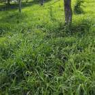 Finca Apta para Ganaderia