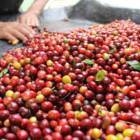 VENTA DE FINCA AGRICOLA CAFETALERA